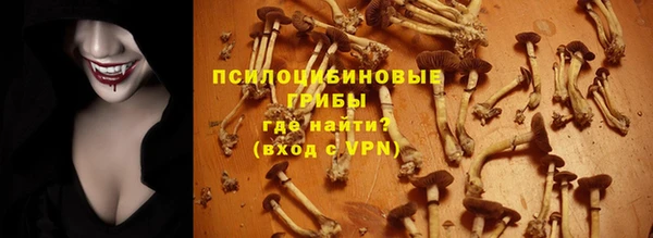 прущие грибы Дмитровск